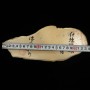 Natural Sharpening stone - Miwotsukushi hime - IYO - Shayou - Size:105×243×27mm