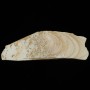 Natural Sharpening stone - Miwotsukushi hime - IYO - Momiji - Size: 79×228×27mm